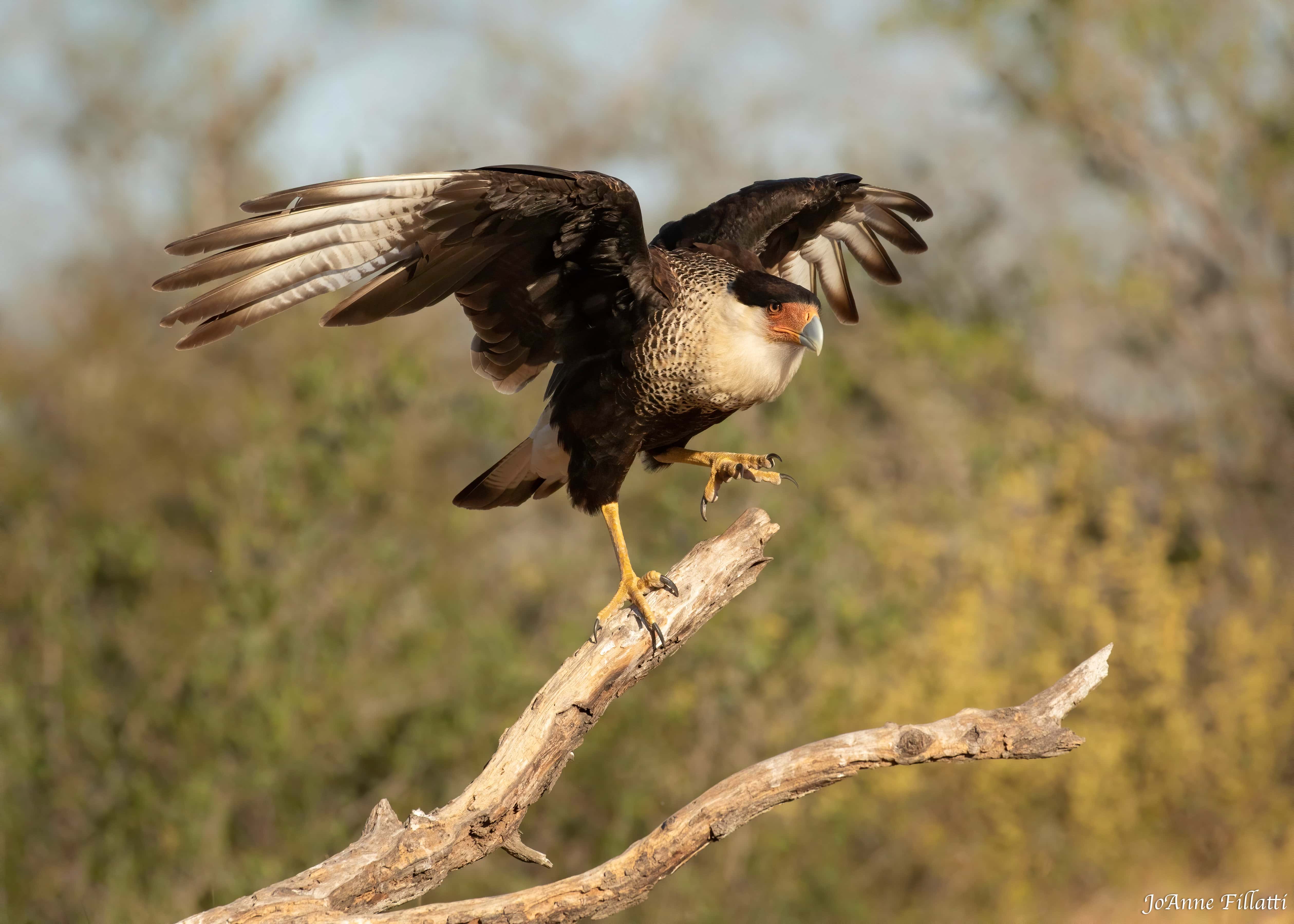 bird of texas image 14